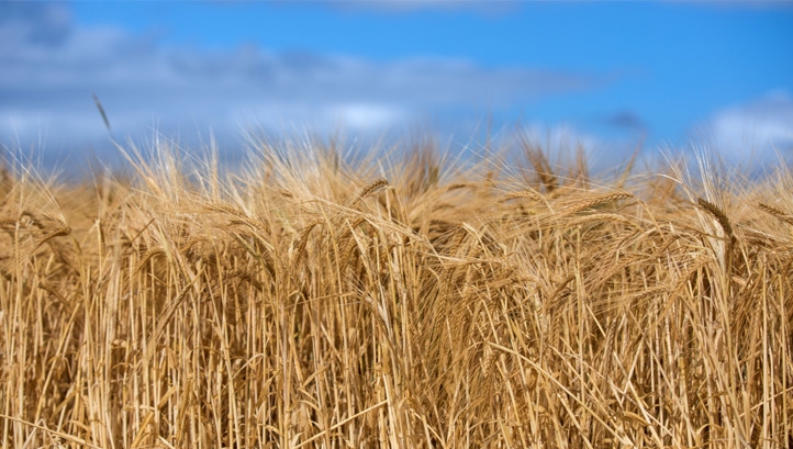Beer made using the tracked barley will go on sale early next year
